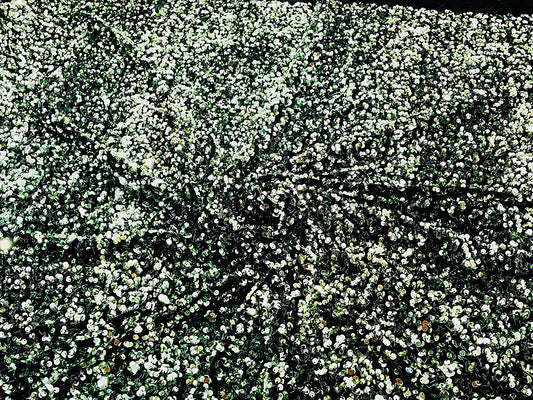 Shiny 5mm Sequin On A 2 Way Stretch Velvet (1 Yard, Sage Green/Black)